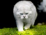 梦见白猫在院子里喵喵叫，女人梦见猫是什么预兆