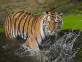 梦见老虎是什么预兆，为什么说见虎容易梦虎难