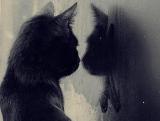 女人梦见猫是什么预兆，做梦梦到猫是仙家托梦吗