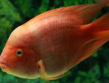 梦见一条小红鱼很可爱在水里畅游