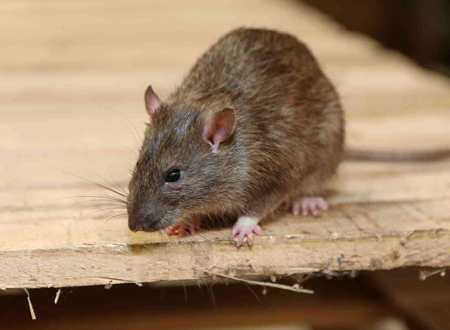 家里老鼠多有什么预兆