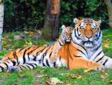梦里看见老虎是什么预兆 梦里看见老虎是什么意思