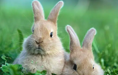 2023年农历五月出生的兔宝宝是什么命 2023年农历五月出生的兔宝宝好吗