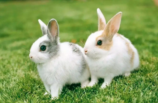 兔和龙属相合不合 兔和龙属相冲吗