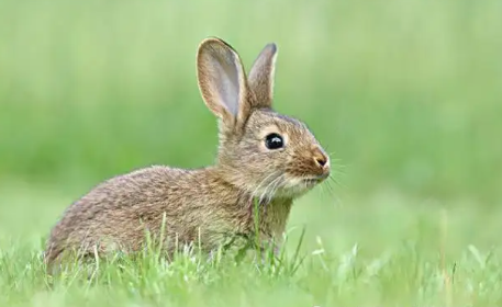 1999年属兔的最佳配偶 属兔人的姻缘方位