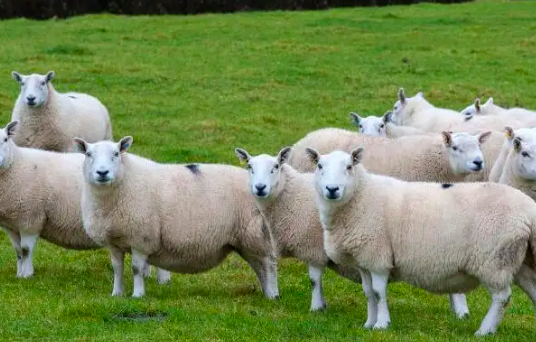 2022属羊人下半年事业运势如何 属羊人今年下半年运势如何