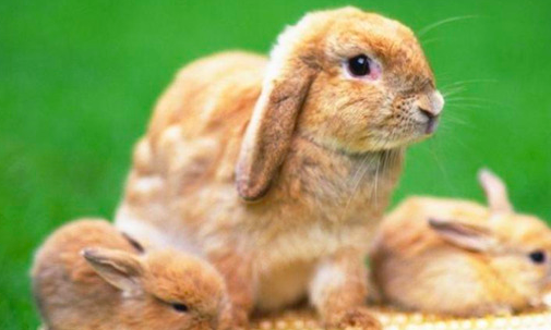 属兔几月出生是一等命 解析属兔几月出生大富大贵