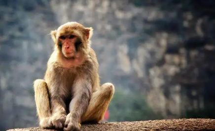 80年属猴人注定的婚姻 80年属猴人一生命运如何