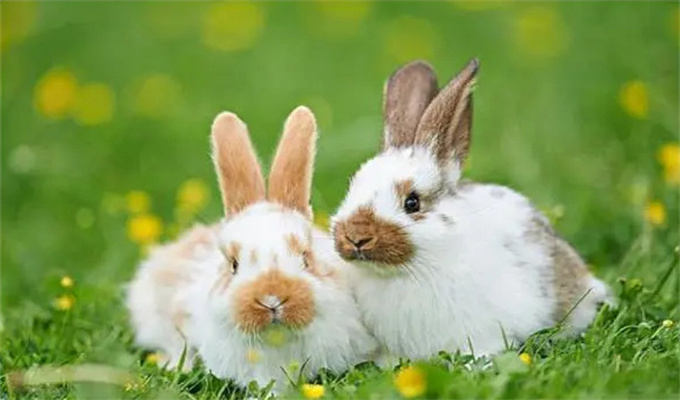 5月份兔宝宝哪天出生最好 5月份出生的兔人命运如何