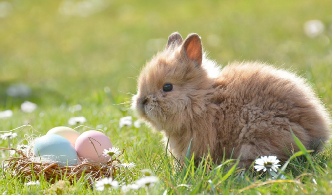 2023年属兔生在几月好 2023年生娃避开农历几月