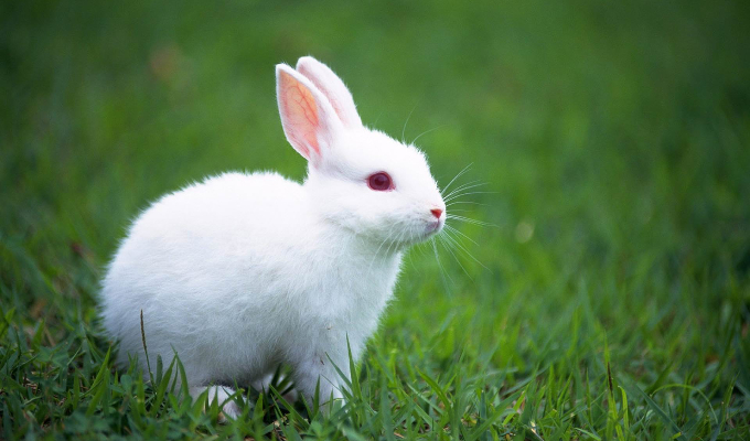 腊月出生的兔子命好吗为什么  2023几月兔宝宝一等命