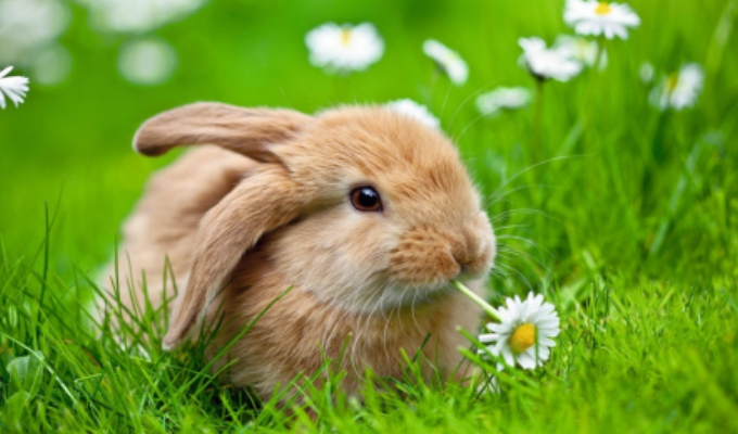 兔子带诗意名字 兔子最吉利的名字大全