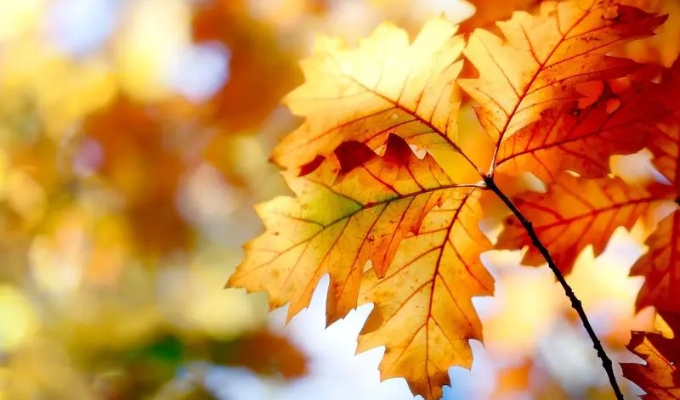 秋天出生的人适合佩戴什么颜色饰品  出生在秋天的人佩戴哪种材质的饰品